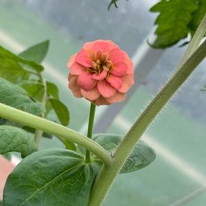 Meet your Posher, Marissa